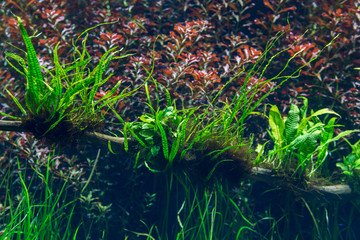 aquarium with water-plant and animals