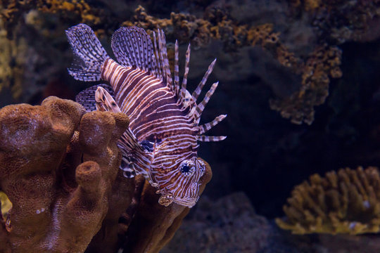 underwater colored lionfish in aquarium