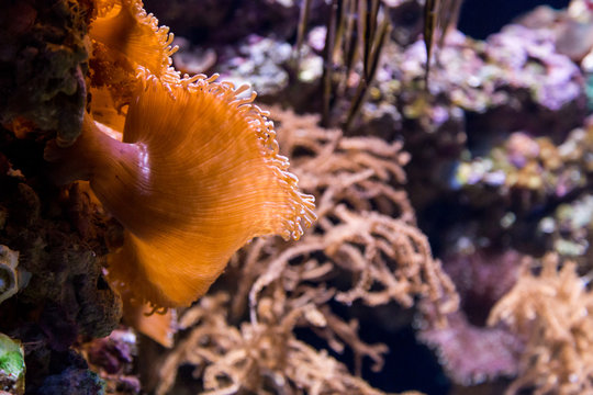 underwater colored actinia in aquarium