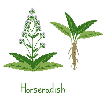 Isolated horseradih plant