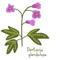 Dentaria plant illustration