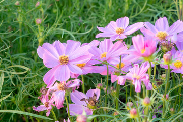 Fototapeta premium Cosmos flower fields in evening time with sun light