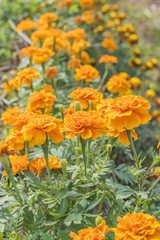 Marigold
