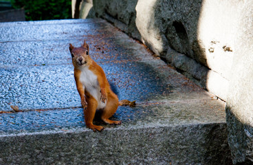 Squirrel