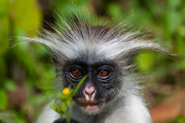 Red Colobus Monkey on Zanzibar