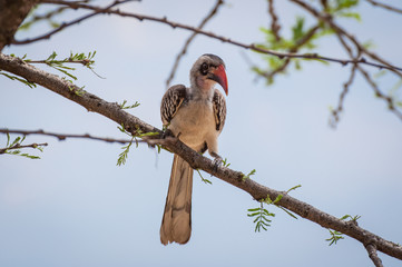 Red-billed Hornbill