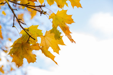 Yellow autumn maple leaves against the blue sky and clouds