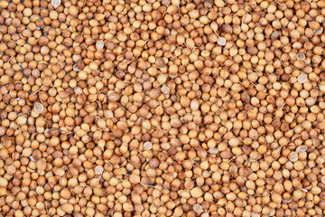 close up of coriander seed for background