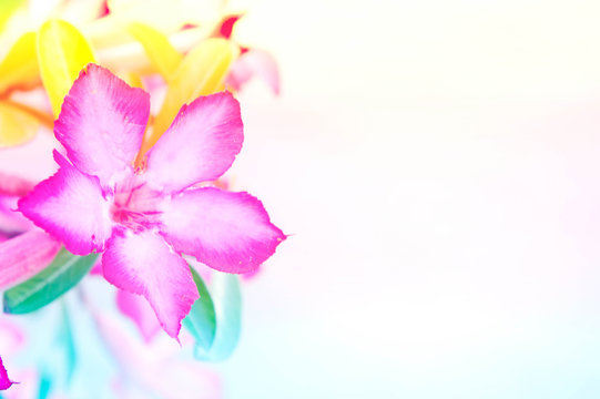 Desert Rose; Impala Lily; Mock Azalea flower on background © aboutnuylove
