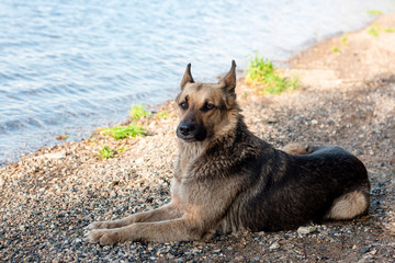 A stray dog walks on the beach, brown black color.