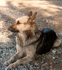 A stray dog walks on the beach, brown black color.