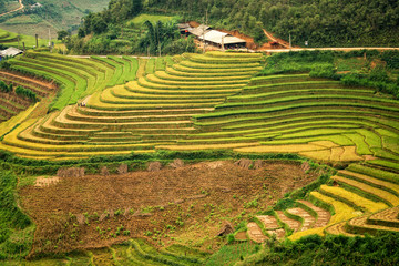 Fototapeta na wymiar Rice terraces in Mu Cang Chai