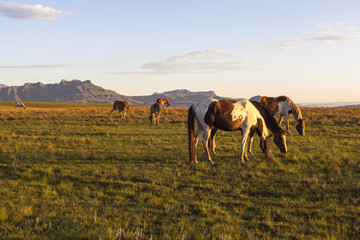 Obraz na płótnie Canvas Horses in Drakensberg
