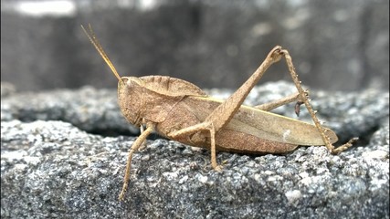 Incetos