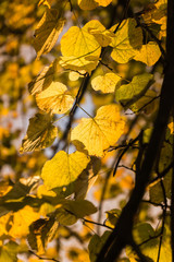 Autumn leaf in the light of the setting sun.
Looks like pure gold.