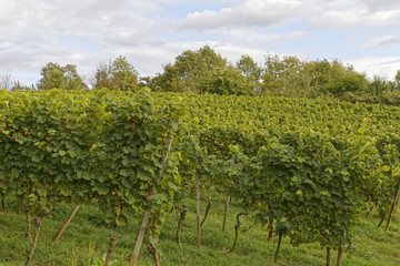 Fototapeta na wymiar wine-growing