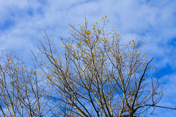 Alone fall tree against blue sky