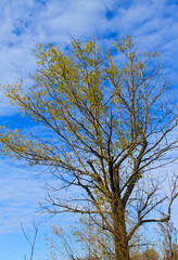 Alone fall tree against blue sky