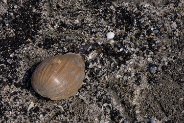Shell