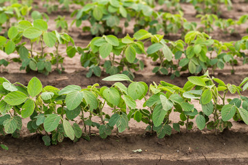 Green ripening soybean field, agricultural landscape