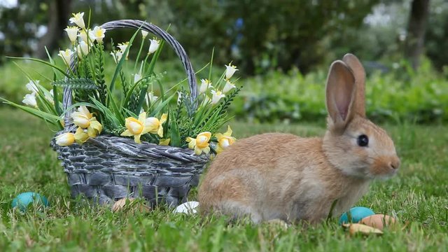 Little rabbit sitting in the basket