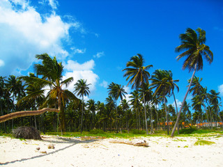 Coconut palms beach on a tropical island. Clear blue water, sand and palm trees.