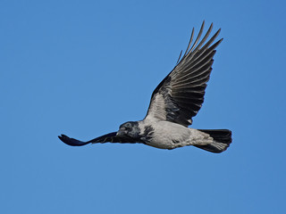 Hooded crow (Corvus cornix)