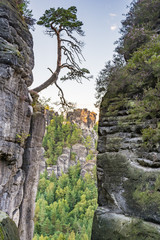 Tree at a rock in the Elbe Sandstone Mountains