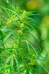 Fototapeta premium Fresh hemp sprouts