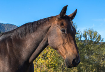 Portrait de cheval