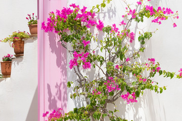 Fototapeta na wymiar Beautiful pink ivy flower against a pink door and pots at Paros island in Greece. 