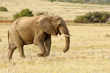 Fototapeta na wymiar African Elephant taking a stroll in the park