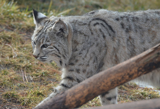 Strutting Lynx