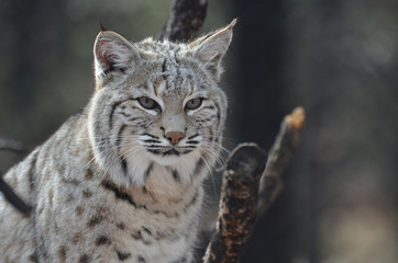 Face of a Canadian Lynx