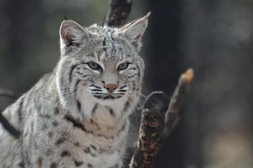 Fotobehang Lynx Gezicht van een Canadese Lynx  © dejavudesigns