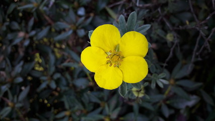 Flower in an autumn day