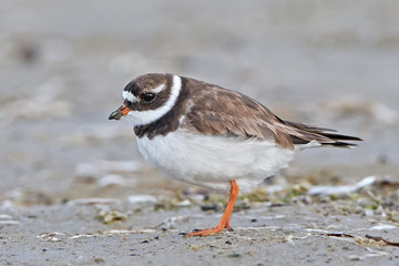 Common ringed plover (Charadrius hiaticula)