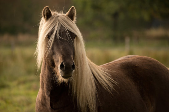 Windfarbener Islandhengst