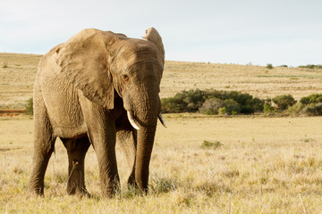 Fototapeta na wymiar Stand and Lets take a photo of me - The African Bush Elephant