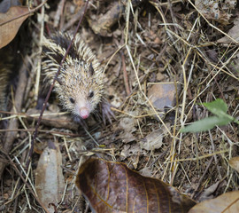 Tenrec, Mahe, Seychelles