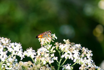 Bee on flowers