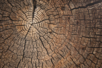 Fototapeta premium texture of dark wood. natural background.