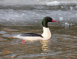 Swimming Goosander