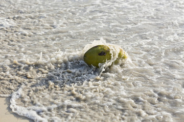 Obraz premium Coconut On The Beach, Mahe, Seychelles