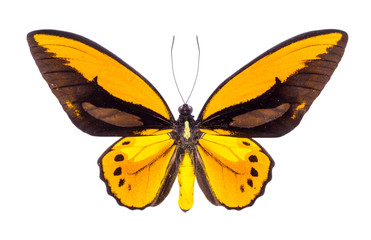 Beautiful colorful butterfly isolated on white