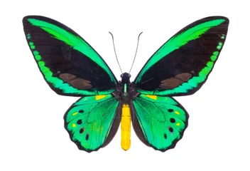 Crédence de cuisine en verre imprimé Papillon Beautiful colorful butterfly isolated on white