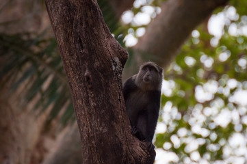 Blue Monkey  in Tree