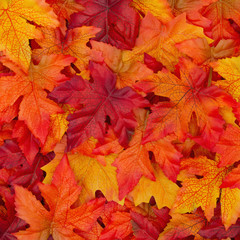 Autumn Leaves Background