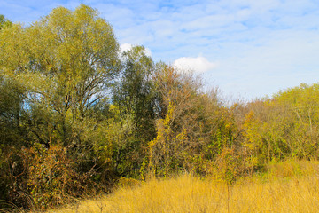 Fototapeta premium Deciduous forest on autumn