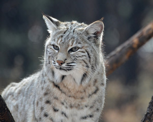 Fototapeta premium Up Close with a Bobcat
